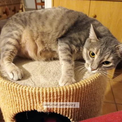 Photo 1/1 Zo&eacute; Chat lost in Fondettes