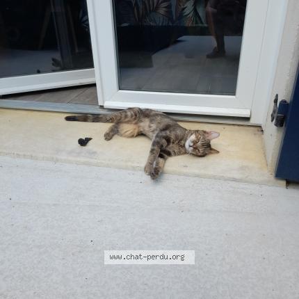 Photo 1/1 Bichette surnom bibiche Chat lost in Villiers sur orge