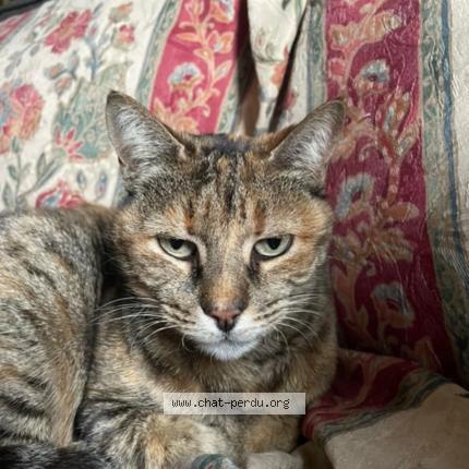 Photo 1/1 Chan Chat lost in Beligneux