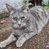 Picture of cat found at Tourcoing