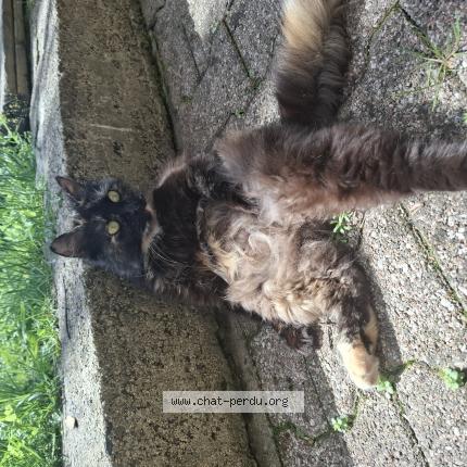 Photo 1/1 Poupoun Chat lost in Saint victor sur arlanc