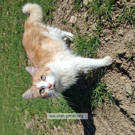 Photo 1/1 Bebew Chat lost in Saint victor sur arlanc