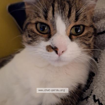 Photo 1/1 Sissi Chat lost in Amiens