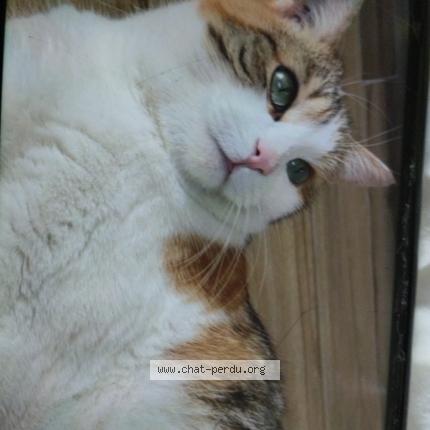 Photo 1/1 Maya Chat lost in Louverne