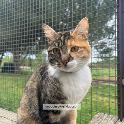 Photo 1/1 Le&iuml;a Chat lost in Lignan sur orb