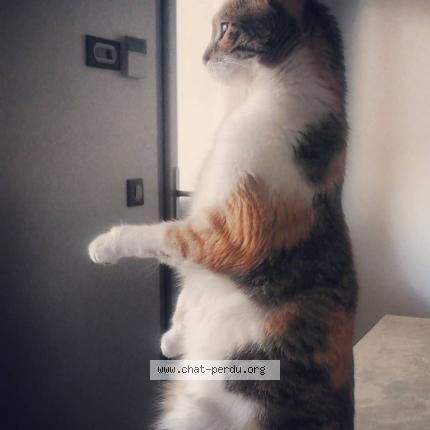 Photo 1/1 Nami Chat lost in Saint thibault des vignes