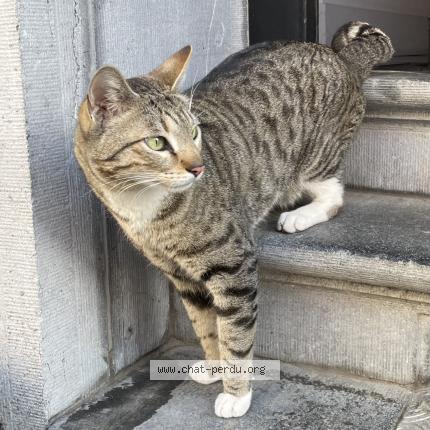 Foto 1/1 Kat teruggevonden Vermist in Ixelles
