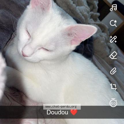 Photo 1/1 Doudou Chat lost in Saint quentin