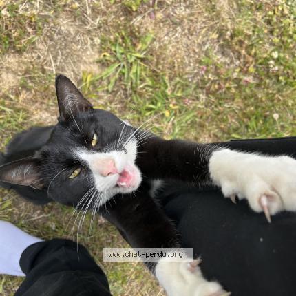 Photo 1/1 Found cat Found in Saint marcel les annonay