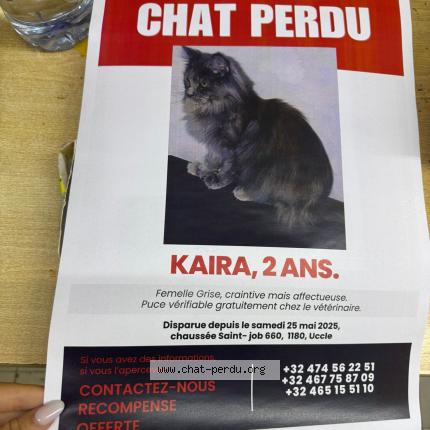 Photo 1/1 Kaira Chat lost in Uccle