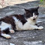 Picture of cat found at Montpellier