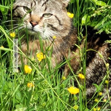 Photo 1/1 Found cat Found in Le plessis robinson