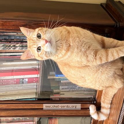 Foto 1/1 Kat teruggevonden Vermist in Ixelles