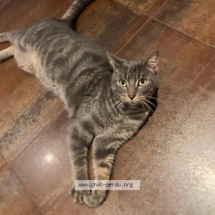 Photo 1/1 GAIA Chat lost in Malville