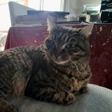 Picture of cat lost at Plouasne