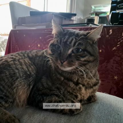 Photo 1/1 Anna Chat lost in Plouasne