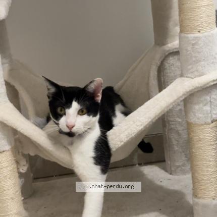 Photo 1/2 Rio Chat lost in Montlucon