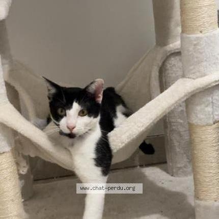 Photo 2/2 Rio Chat lost in Montlucon