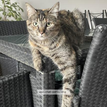 Photo 1/1 Louna Chat lost in Bulles