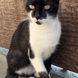 Picture of cat lost at Saint Martin Des Entrees