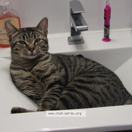 Photo 1/1 Tsuki Chat lost in Guerande