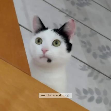 Photo 1/2 Tommy Chat lost in Pordic