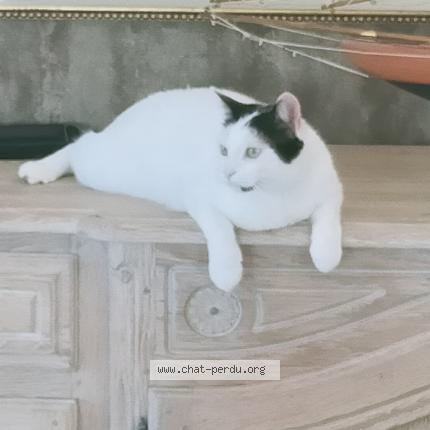 Photo 2/2 Tommy Chat lost in Pordic