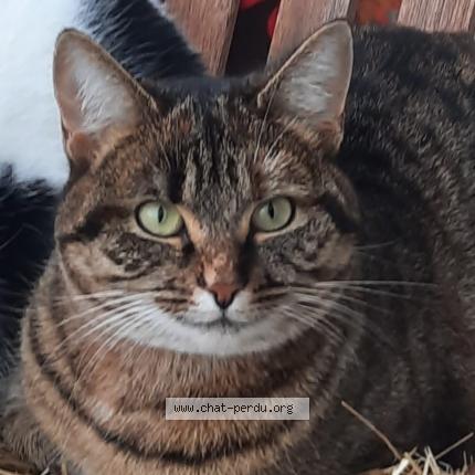 Foto 1/1 Wiedergefundene Katze Verloren in Prez Vers Siviriez