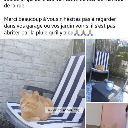 Photo 1/1 SHANKS Chat lost in Moncheaux