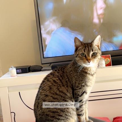 Photo 1/1 Taïra Chat lost in Equeurdreville