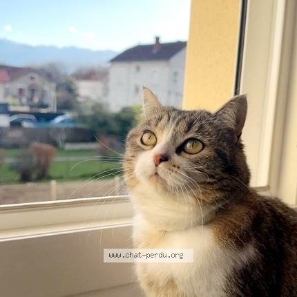 Photo 1/1 Ava Chat lost in Fontaine