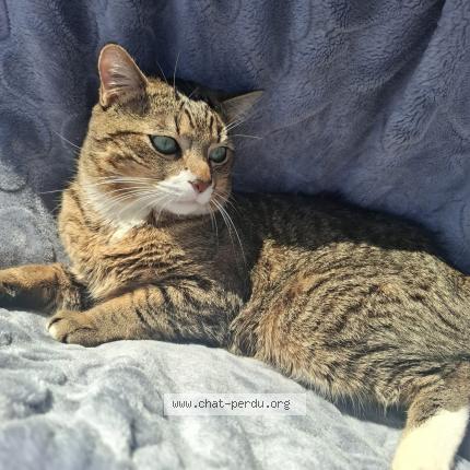 Photo 1/1 Toby Chat lost in Garges les gonesse