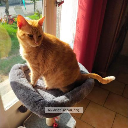 Photo 1/1 Coquin Chat lost in Vignoux sur barangeon