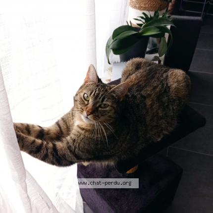 Photo 1/1 Mina Chat lost in Trelaze