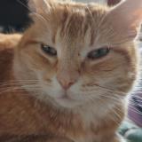 Picture of cat lost at Chevrainvilliers