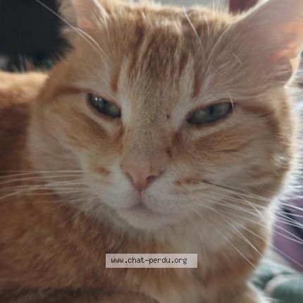 Photo 1/1 Gustave Chat lost in Chevrainvilliers