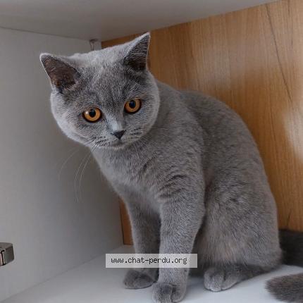 Foto 1/1 Kat teruggevonden Vermist in Herstal