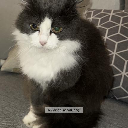 Photo 1/1 Lily Chat lost in Clermont ferrand