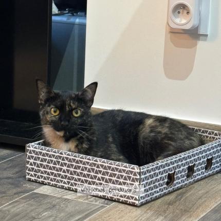 Photo 1/1 Fidji Chat lost in Vaujours