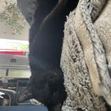 Picture of cat lost at Monclar De Quercy