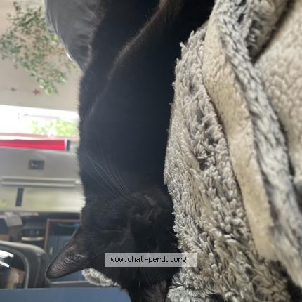Photo 1/1 Vlad Chat lost in Monclar de quercy