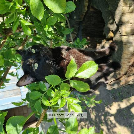 Photo 1/1 Riwana Chat lost in Chauvigne