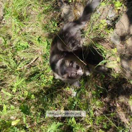 Photo 1/1 Ares Chat lost in Pertuis