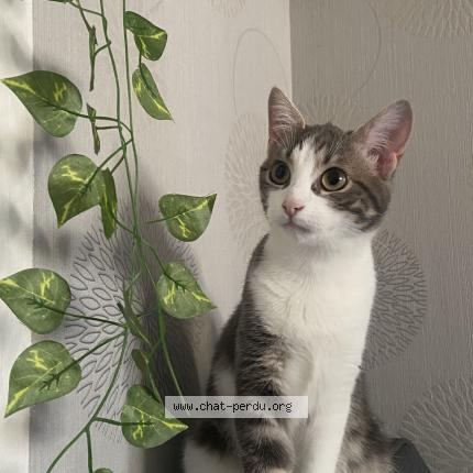 Photo 1/1 Romy Chat lost in Besancon