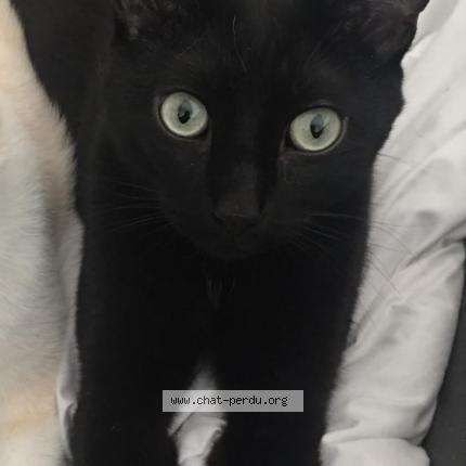 Photo 1/1 Blacky Chat lost in Pompignan