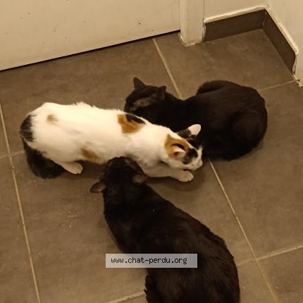 Photo 1/1 Z&eacute;na Chat lost in Lunel