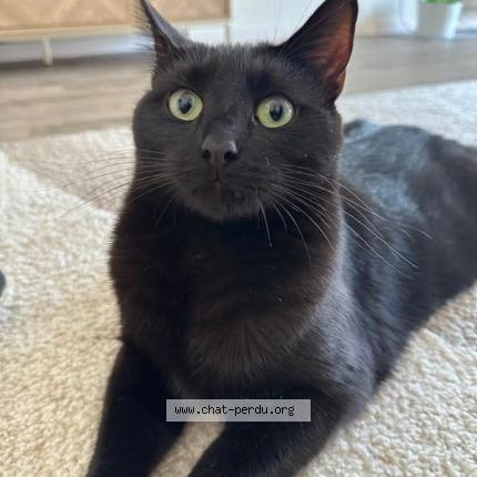 Photo 1/2 Una Chat lost in Le creusot