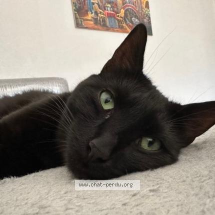 Photo 2/2 Una Chat lost in Le creusot