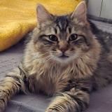 Picture of cat lost at Bourgoin Jailleu