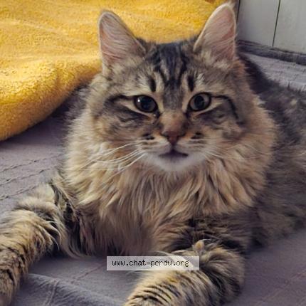 Photo 1/1 Smocky Chat lost in Bourgoin jailleu